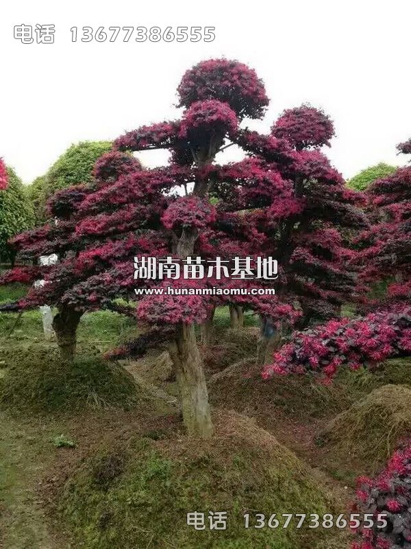 造型红花继木桩