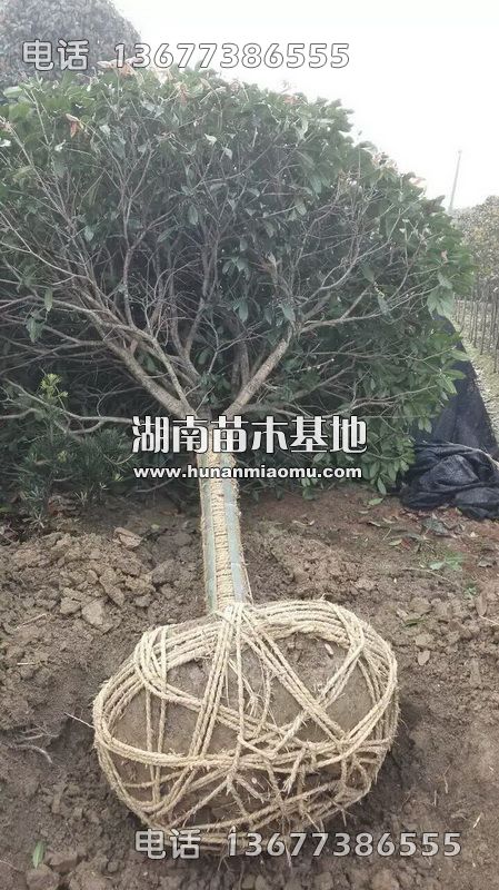 桂花移植起苗