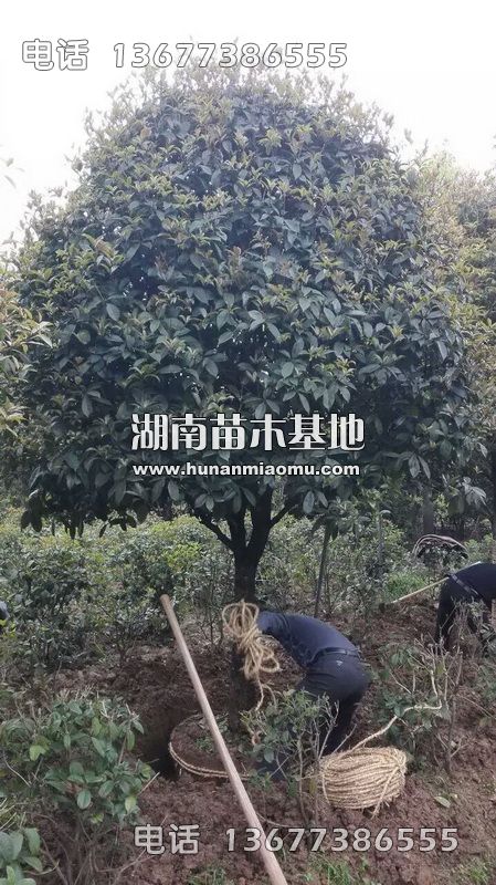 桂花移植打包