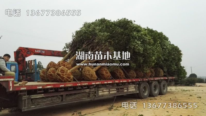 湖南桂花起苗装车