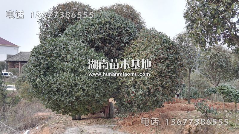 湖南桂花起苗装车