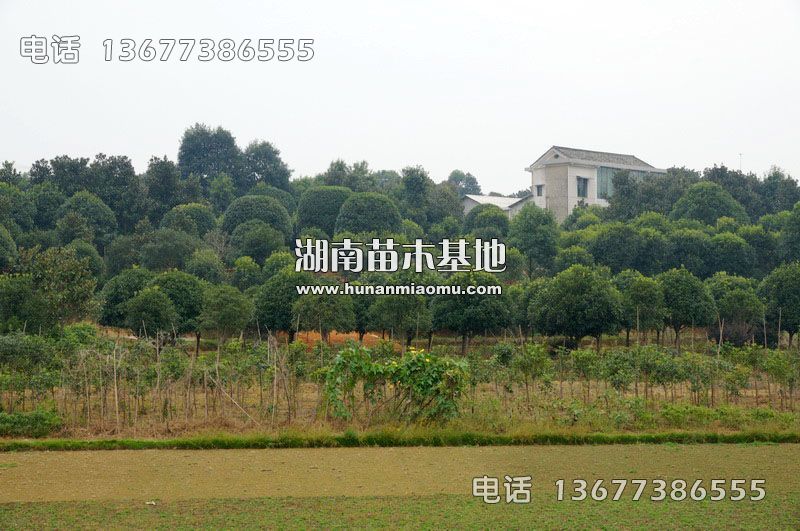 16公分桂花基地