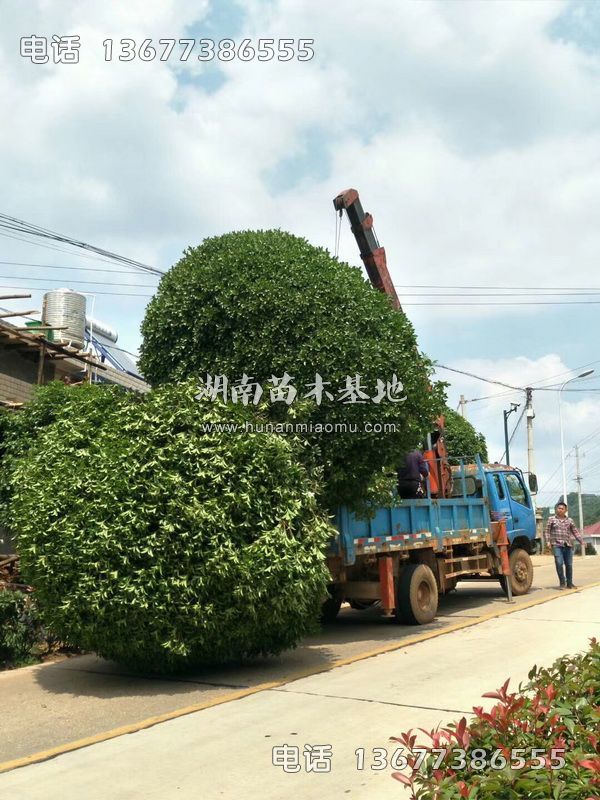 15公分桂花树