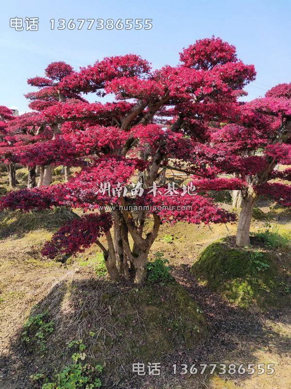 精品红继木桩开花