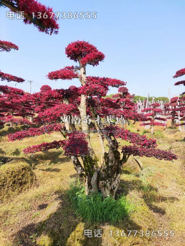 红继木桩开花