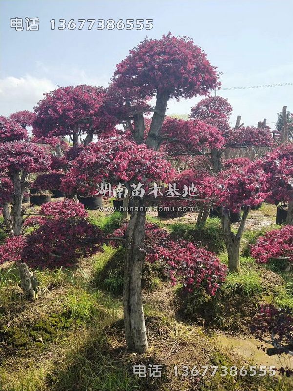 红继木桩开花