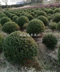 精品龟甲冬青球